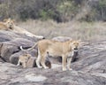 One lionesses and one lion and one cub on a large grey rock Royalty Free Stock Photo