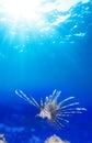 One lionfish in blue Royalty Free Stock Photo