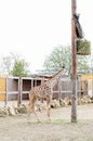 One little baby giraffe eats hay Royalty Free Stock Photo