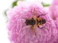 One little bee on the chrysanthemum Royalty Free Stock Photo