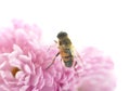 One little bee on the chrysanthemum Royalty Free Stock Photo