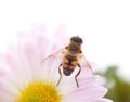 One little bee on the chrysanthemum