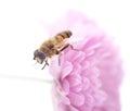 One little bee on the chrysanthemum Royalty Free Stock Photo