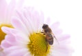 One little bee on the chrysanthemum