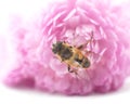 One little bee on the chrysanthemum