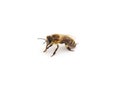 One little bee. Royalty Free Stock Photo