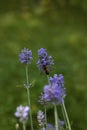 One little bee on the purple lavender flower Royalty Free Stock Photo