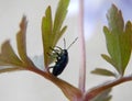 Little bug on the leaf Royalty Free Stock Photo