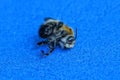 Dead bee lies on a blue table Royalty Free Stock Photo