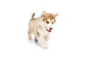 One little dog, cute beautiful Malamute puppy posing isolated over white background. Pet looks healthy and happy