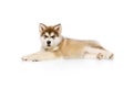 One little dog, cute beautiful Malamute puppy posing isolated over white background. Pet looks healthy and happy