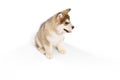 One little dog, cute beautiful Malamute puppy posing isolated over white background. Pet looks healthy and happy