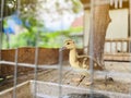 One little duckling close up. Pets. Selective focus Royalty Free Stock Photo