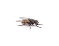 One little fly Royalty Free Stock Photo