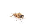 One little gadfly Royalty Free Stock Photo