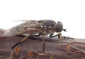 One little gadfly on the tree Royalty Free Stock Photo