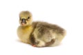 One little gosling isolated on white background Royalty Free Stock Photo