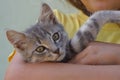 One little gray kitten lies on a girl`s hand Royalty Free Stock Photo