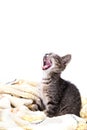 One little grey kitten yawning on a soft yellow blanket