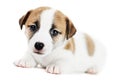 One little jack russel terrier puppy Royalty Free Stock Photo