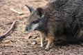 Little kangaroo Tammar Wallaby, Macropus eugeni, Australia Royalty Free Stock Photo