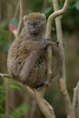 One little lemur on the branch