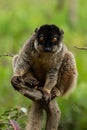 One little lemur on the branch