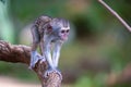 A little monkey walks along a branch Royalty Free Stock Photo