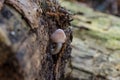 One little mushroom grow on log of pine