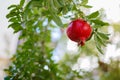 One little red garnet hanging on a branch with green foliage. Ripe pomegranate grows on a tree Royalty Free Stock Photo