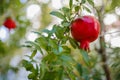 One little red garnet hanging on a branch with green foliage. Ripe pomegranate grows on a tree Royalty Free Stock Photo