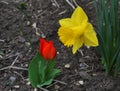 One little red tulip and a big yellow daffodil that look at each other in spring Royalty Free Stock Photo