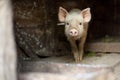 One little scared pig at farm