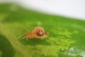 One Little Snail Climbing on the Wet Green Leaf Royalty Free Stock Photo