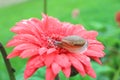 One little snail relaxing on vibrant pink blooming Gerbera flower with many water droplets after the rain Royalty Free Stock Photo