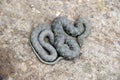 The one little snake in the yard Royalty Free Stock Photo