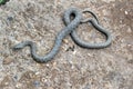 The one little snake in the yard Royalty Free Stock Photo