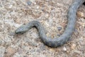 The one little snake in the yard Royalty Free Stock Photo