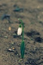 One little snowdrop on the ground