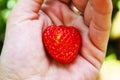 One little strawberry in my hand, organic garden background Royalty Free Stock Photo