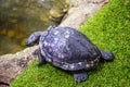 One little turtle crawled to the water Royalty Free Stock Photo