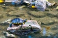 One turtle sits on a stone