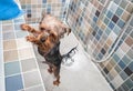 One little wet cute and beautiful purebred Yorkshire Terrier dog trying to escape from the bathtub because he don`t want to bathin Royalty Free Stock Photo