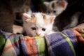 One little white tricolor kitten at the plaid