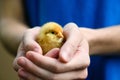 One little yellow chichen in female hand Royalty Free Stock Photo