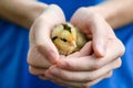 One little yellow chichen in female hand Royalty Free Stock Photo