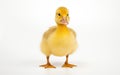 One little yellow duckling isolated on white background Royalty Free Stock Photo