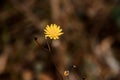 One little yellow flower grows alone among the dry grass Royalty Free Stock Photo