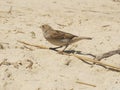 One live bird at sand with side view