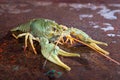 One live crayfish Royalty Free Stock Photo